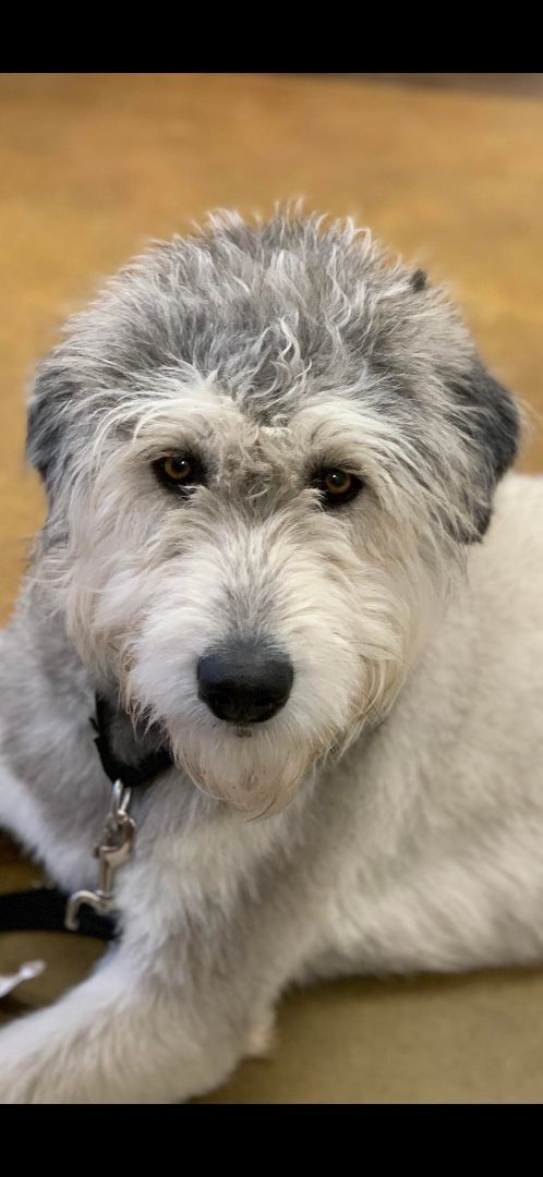 Swayze in NH , an adopted Bearded Collie & Poodle Mix in Manchester, NH_image-2