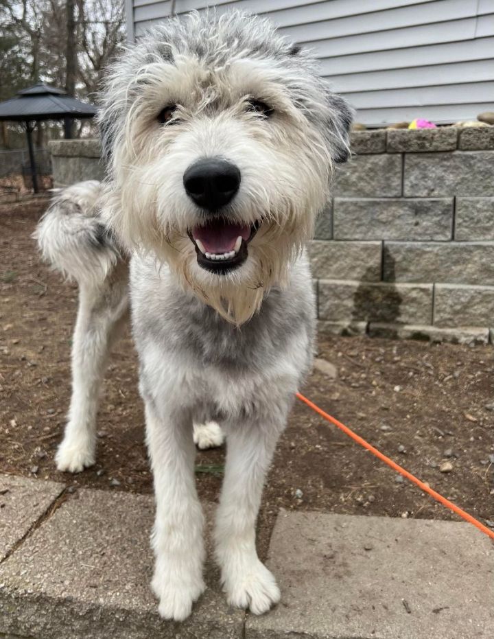 Swayze in NH , an adopted Bearded Collie & Poodle Mix in Manchester, NH_image-1