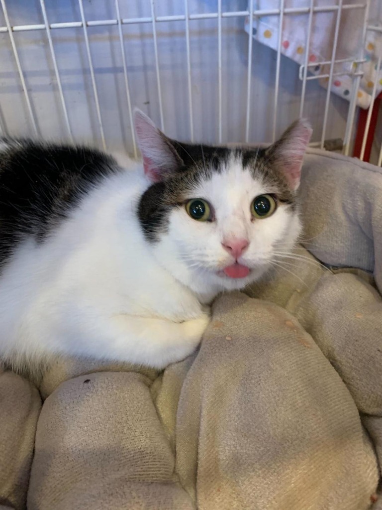 Rosebud, an adoptable Domestic Short Hair in St. Louis, MO, 63119 | Photo Image 1