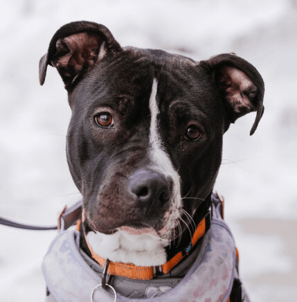 Nala, an adoptable Pit Bull Terrier Mix in Minneapolis, MN_image-1