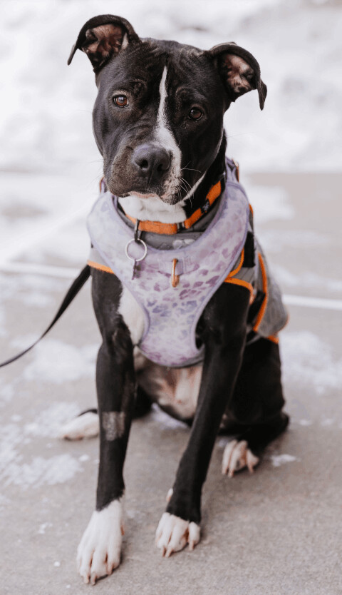 Nala, an adoptable Pit Bull Terrier Mix in Minneapolis, MN_image-2