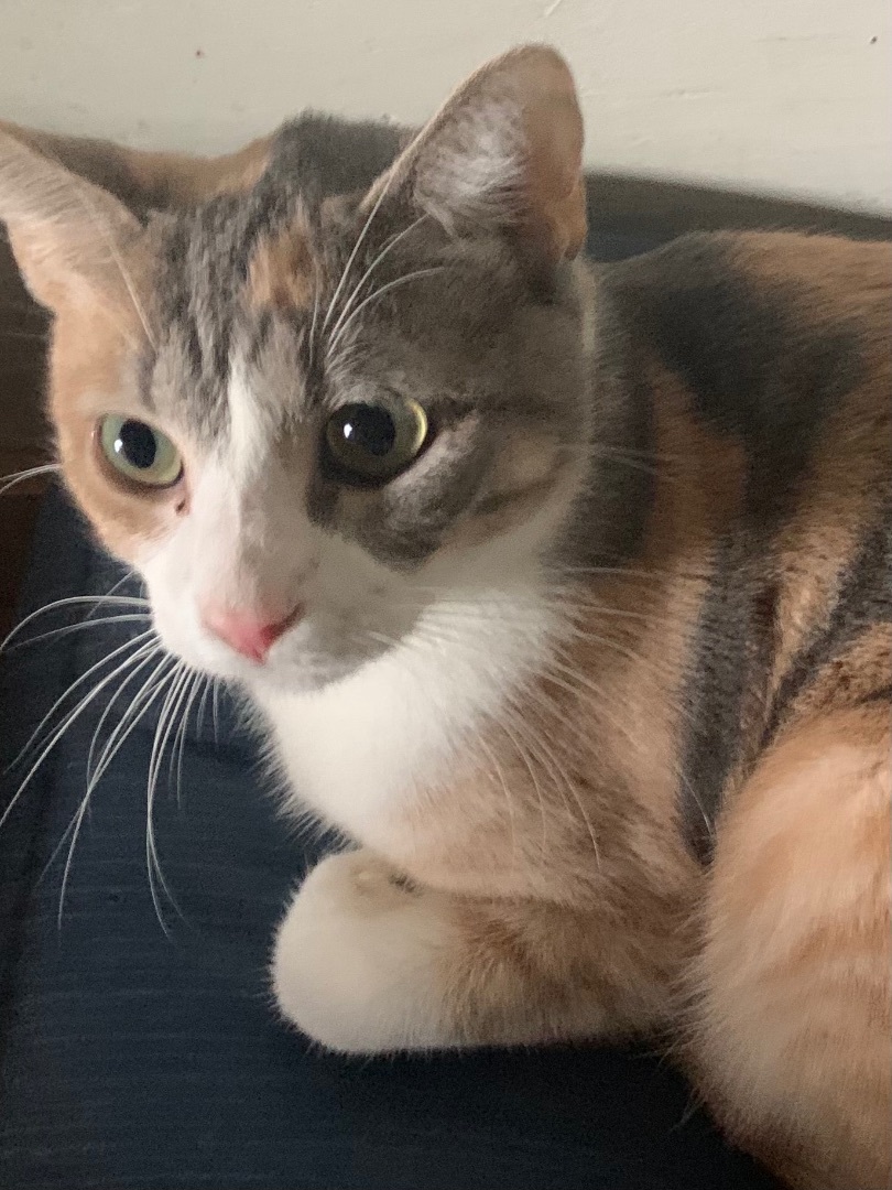 MIRANDA , an adoptable Dilute Calico in El Cajon, CA, 92021 | Photo Image 1