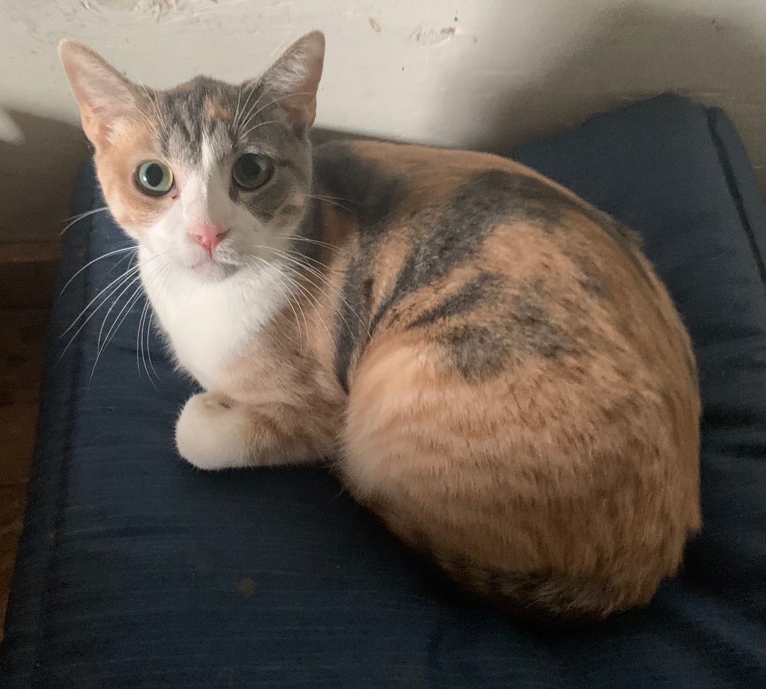 MIRANDA , an adoptable Dilute Calico in El Cajon, CA, 92021 | Photo Image 3