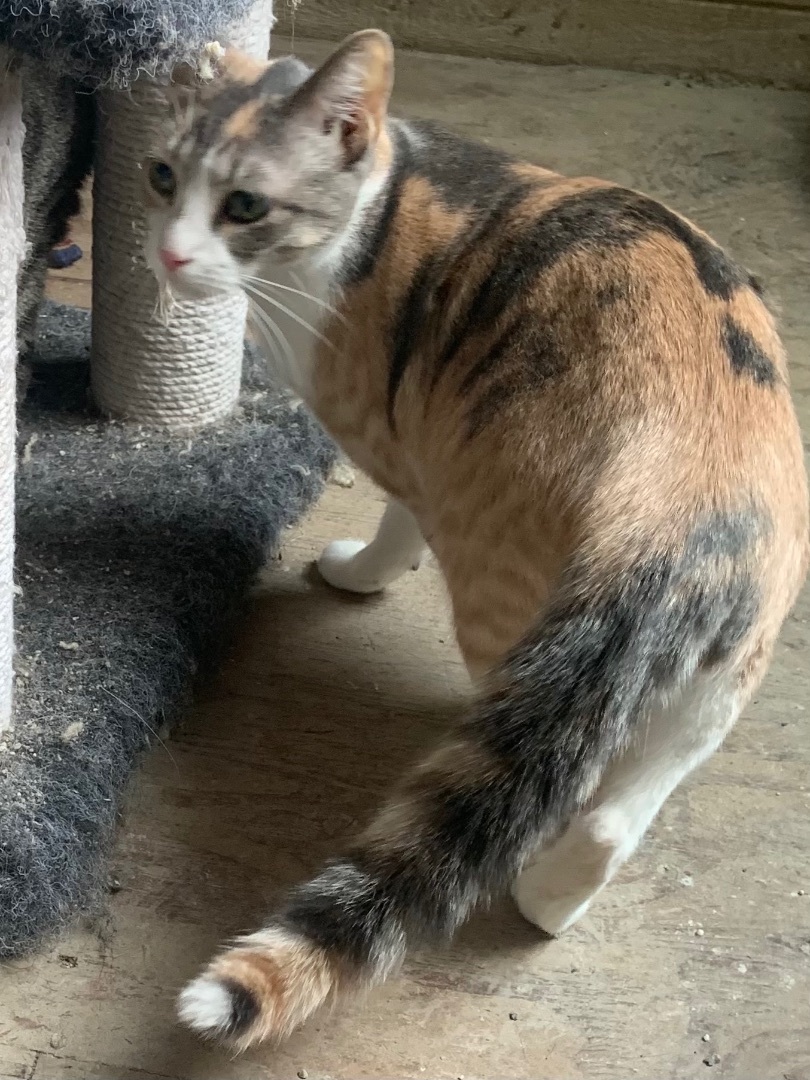 MIRANDA , an adoptable Dilute Calico in El Cajon, CA, 92021 | Photo Image 4