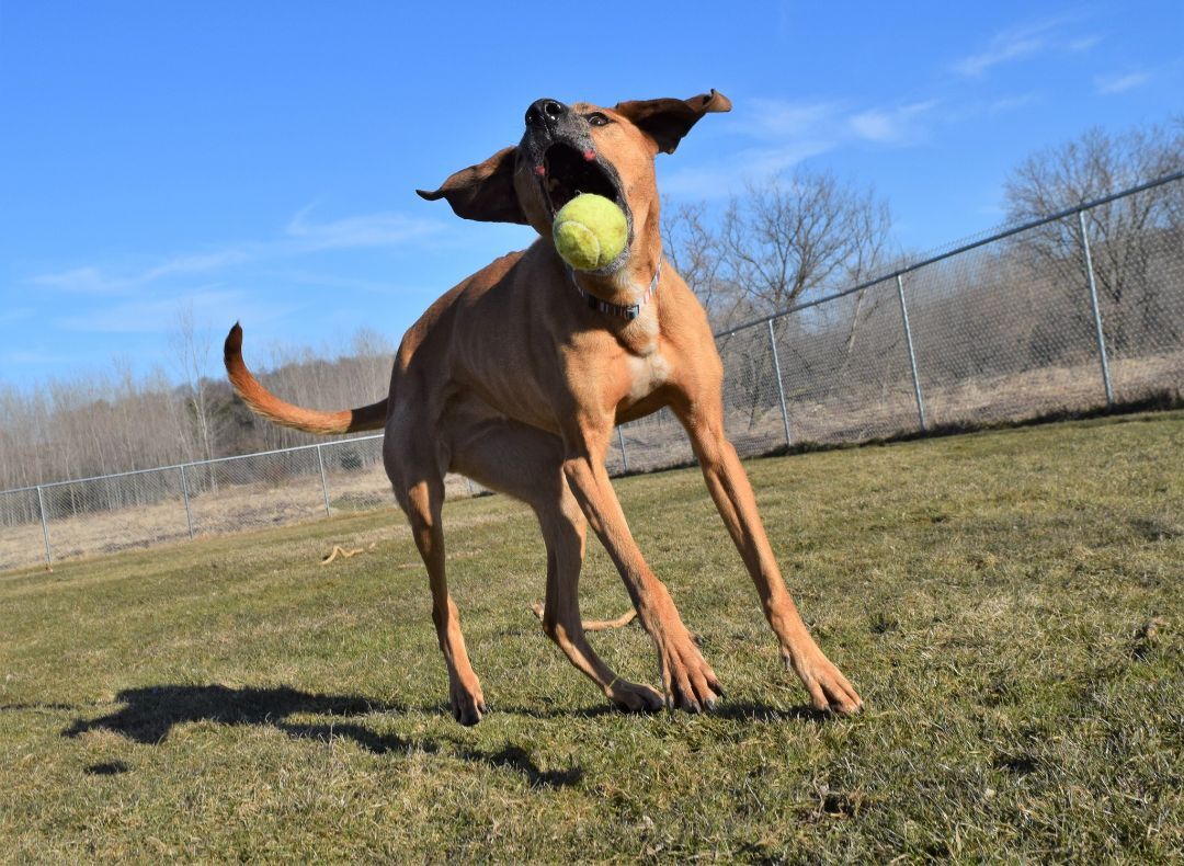 Nellie, an adoptable Hound in Tomah, WI, 54660 | Photo Image 5