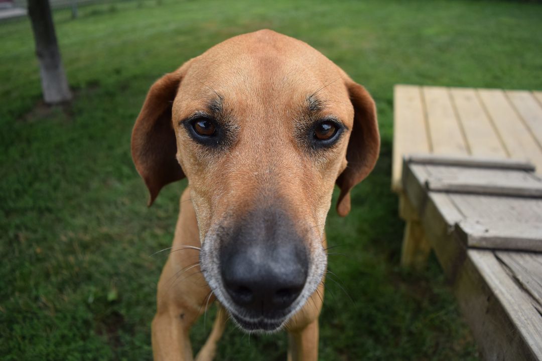 Nellie, an adoptable Hound in Tomah, WI, 54660 | Photo Image 1