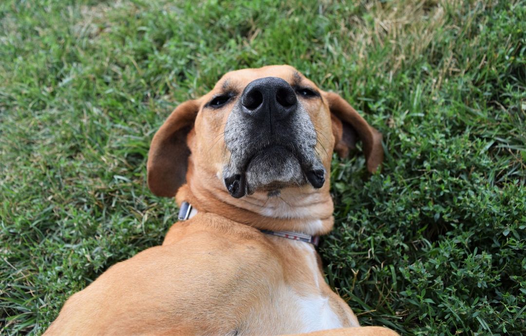 Nellie, an adoptable Hound in Tomah, WI, 54660 | Photo Image 6