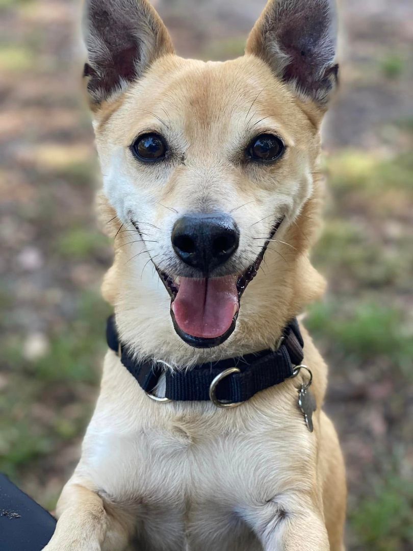 Dingo store chihuahua mix