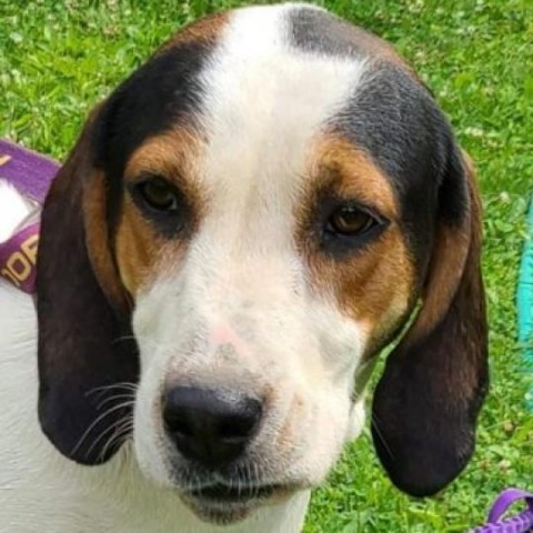 Sadie, an adoptable Treeing Walker Coonhound in Lancaster, OH, 43130 | Photo Image 1