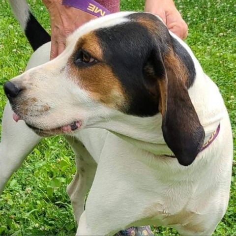 Sadie, an adoptable Treeing Walker Coonhound in Lancaster, OH, 43130 | Photo Image 2