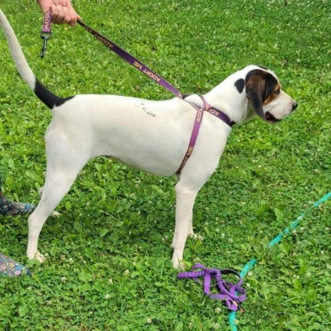 Sadie, an adoptable Treeing Walker Coonhound in Lancaster, OH, 43130 | Photo Image 3