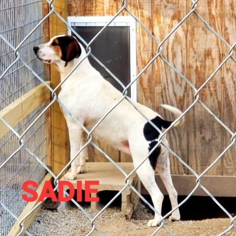 Sadie, an adoptable Treeing Walker Coonhound in Lancaster, OH, 43130 | Photo Image 4