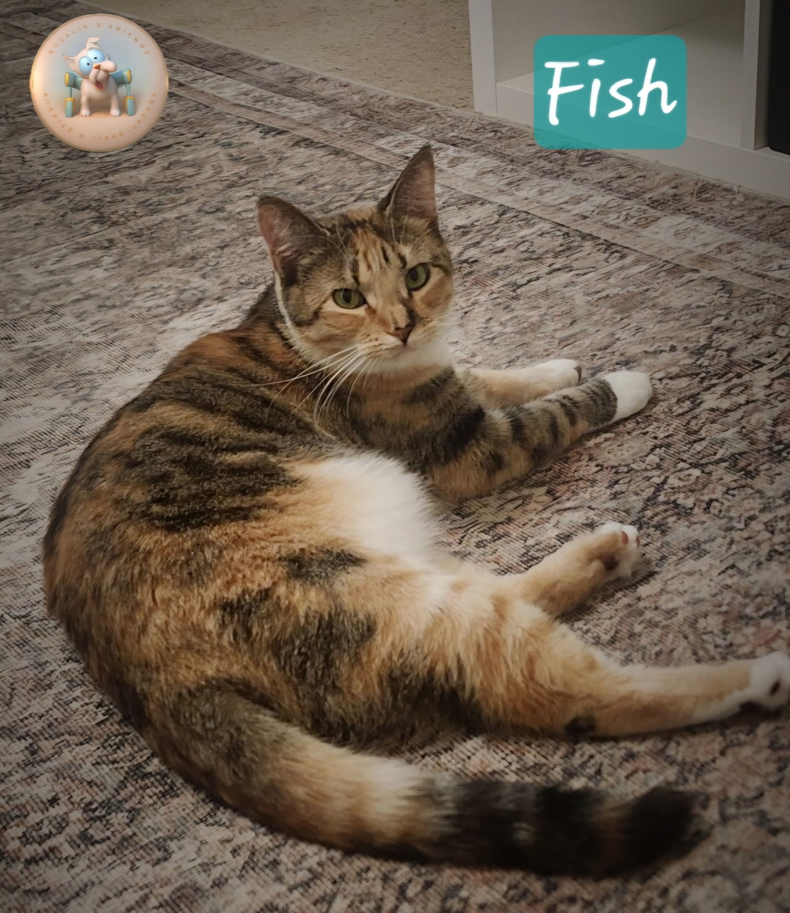 Fish, an adoptable Domestic Short Hair in Milton, FL, 32583 | Photo Image 1