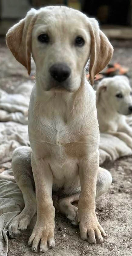 Dog For Adoption - Maverick , A Yellow Labrador Retriever & Anatolian  Shepherd Mix In Walker, La | Petfinder