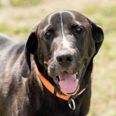 Tip, an adoptable Mixed Breed in Ponderay, ID, 83852 | Photo Image 1