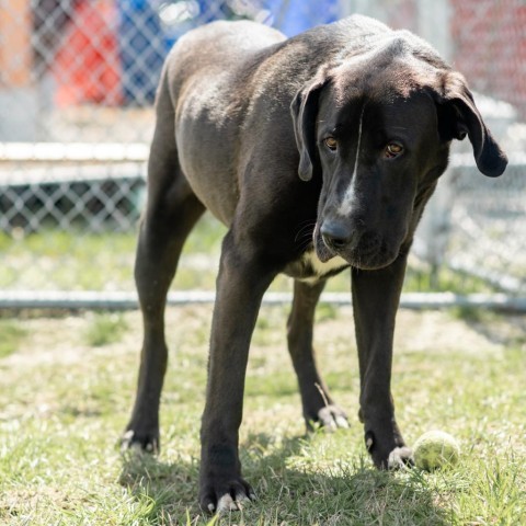 Tip, an adoptable Mixed Breed in Ponderay, ID, 83852 | Photo Image 5