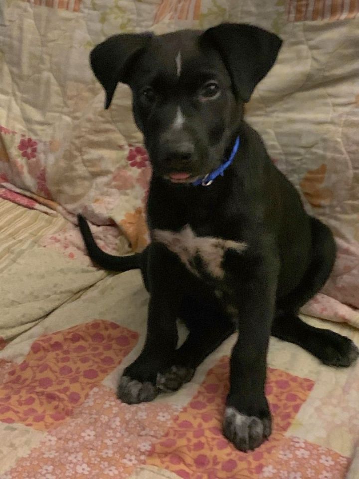 Teak, an adoptable Black Labrador Retriever Mix in Saint Augustine, FL_image-1