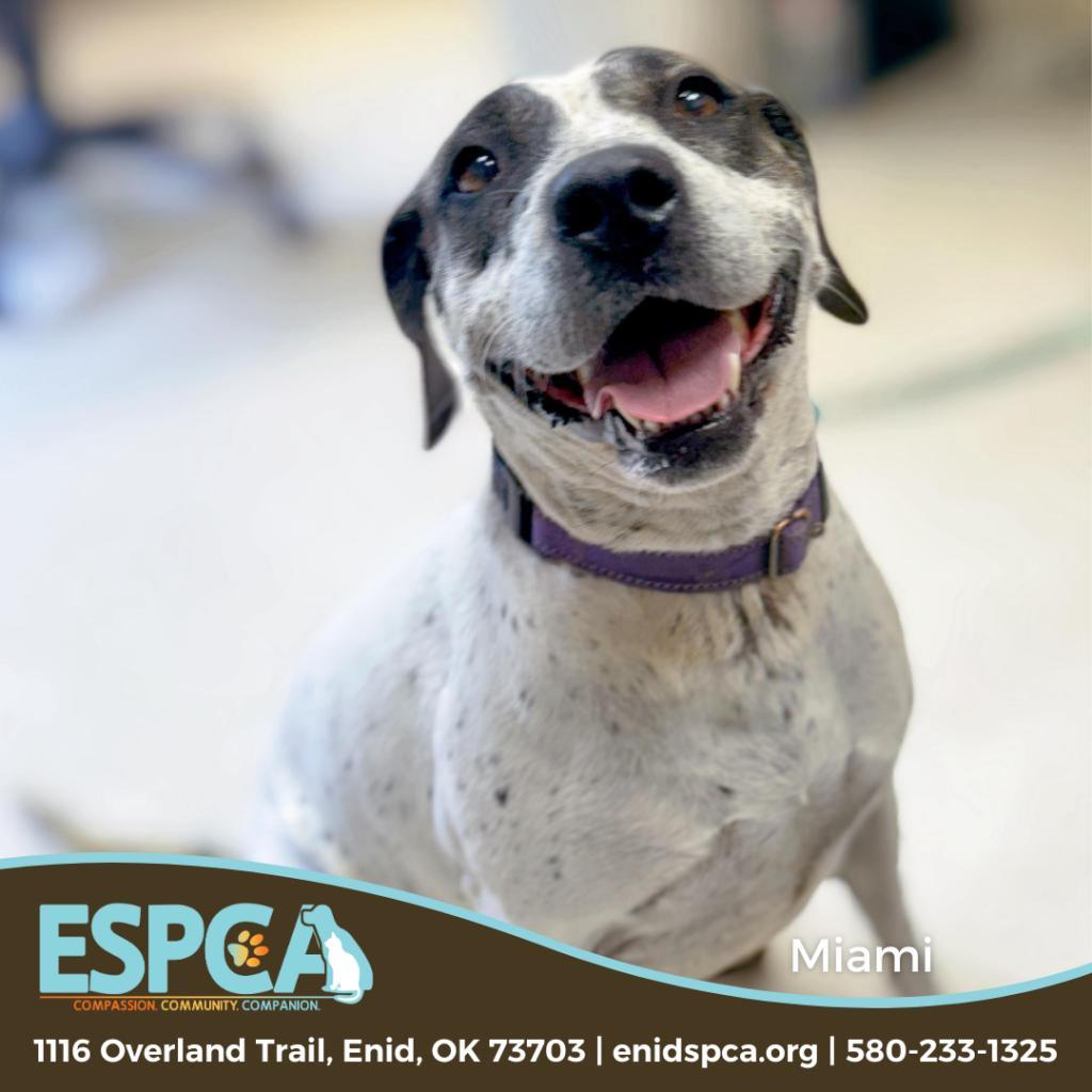 Miami, an adoptable Labrador Retriever, Pointer in Enid, OK, 73703 | Photo Image 1