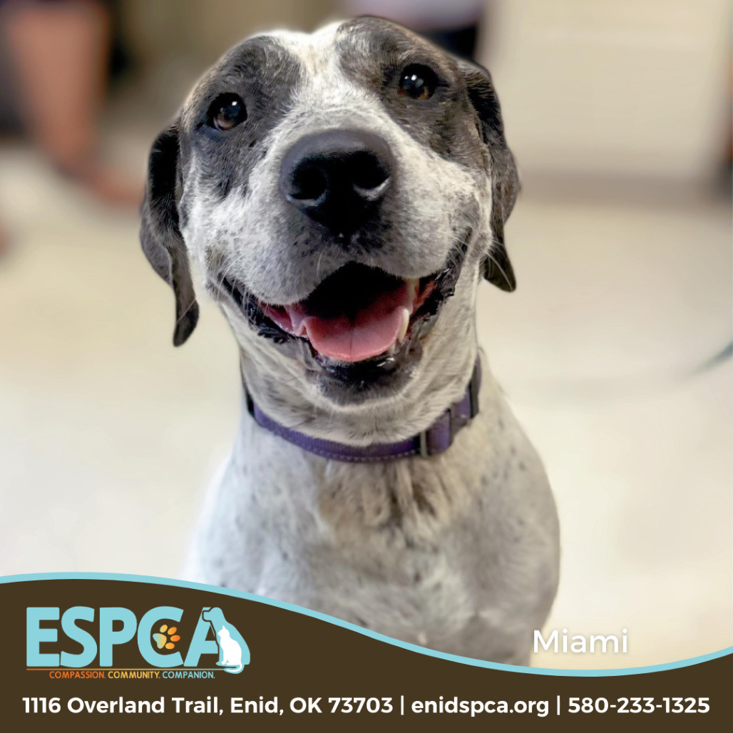 Miami, an adoptable Labrador Retriever, Pointer in Enid, OK, 73703 | Photo Image 1