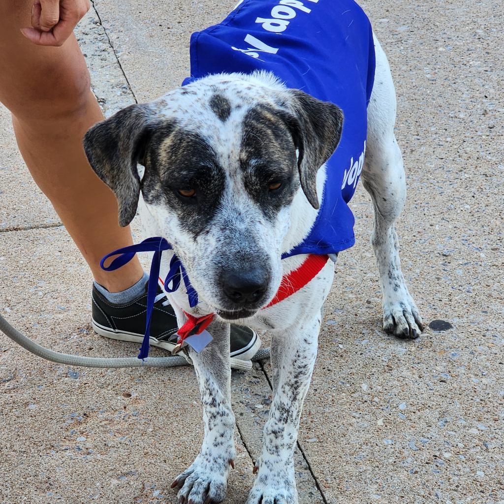 Miami, an adoptable Labrador Retriever, Pointer in Enid, OK, 73703 | Photo Image 2