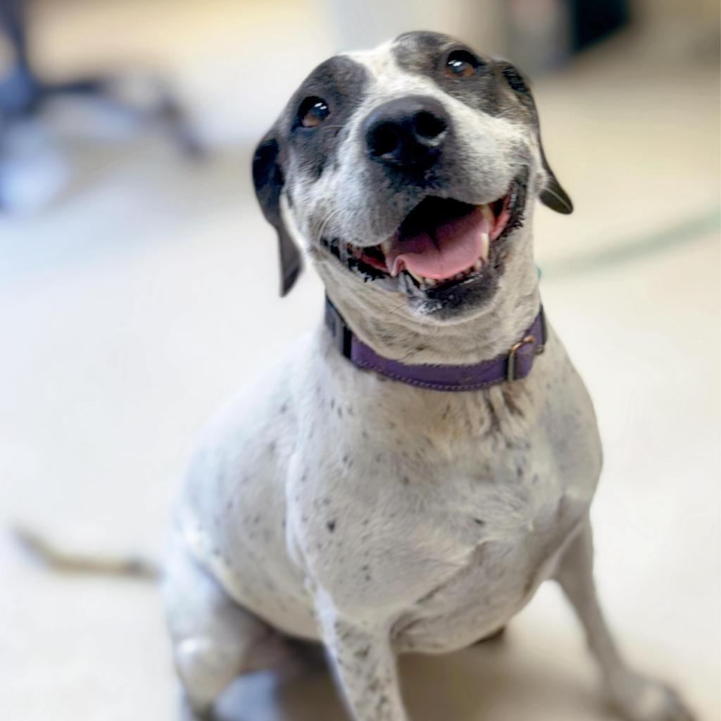 Miami, an adoptable Labrador Retriever, Pointer in Enid, OK, 73703 | Photo Image 2