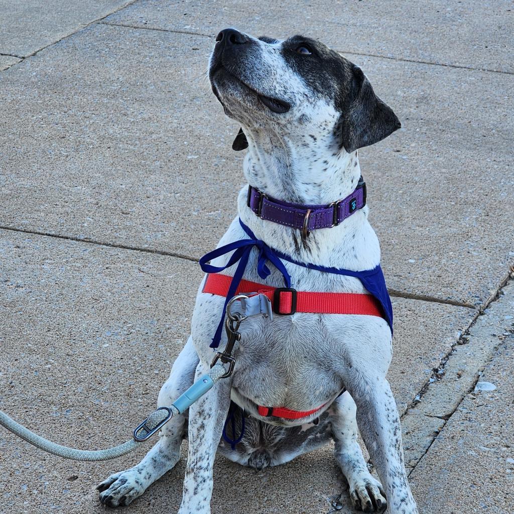 Miami, an adoptable Labrador Retriever, Pointer in Enid, OK, 73703 | Photo Image 3