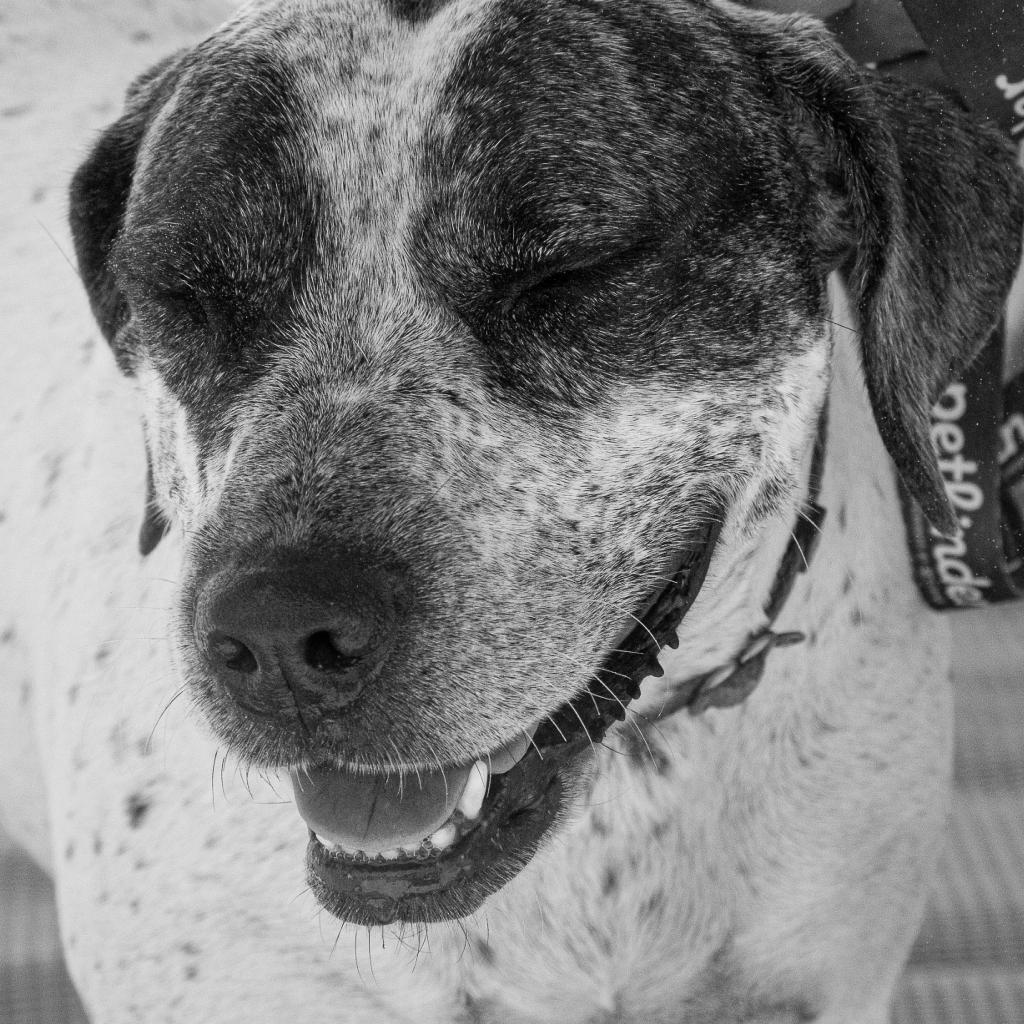 Miami, an adoptable Labrador Retriever, Pointer in Enid, OK, 73703 | Photo Image 3