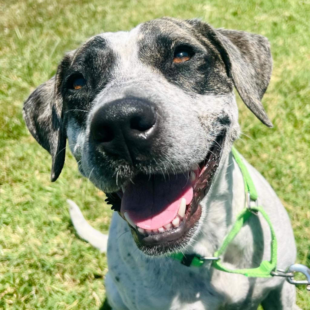 Miami, an adoptable Labrador Retriever, Pointer in Enid, OK, 73703 | Photo Image 4