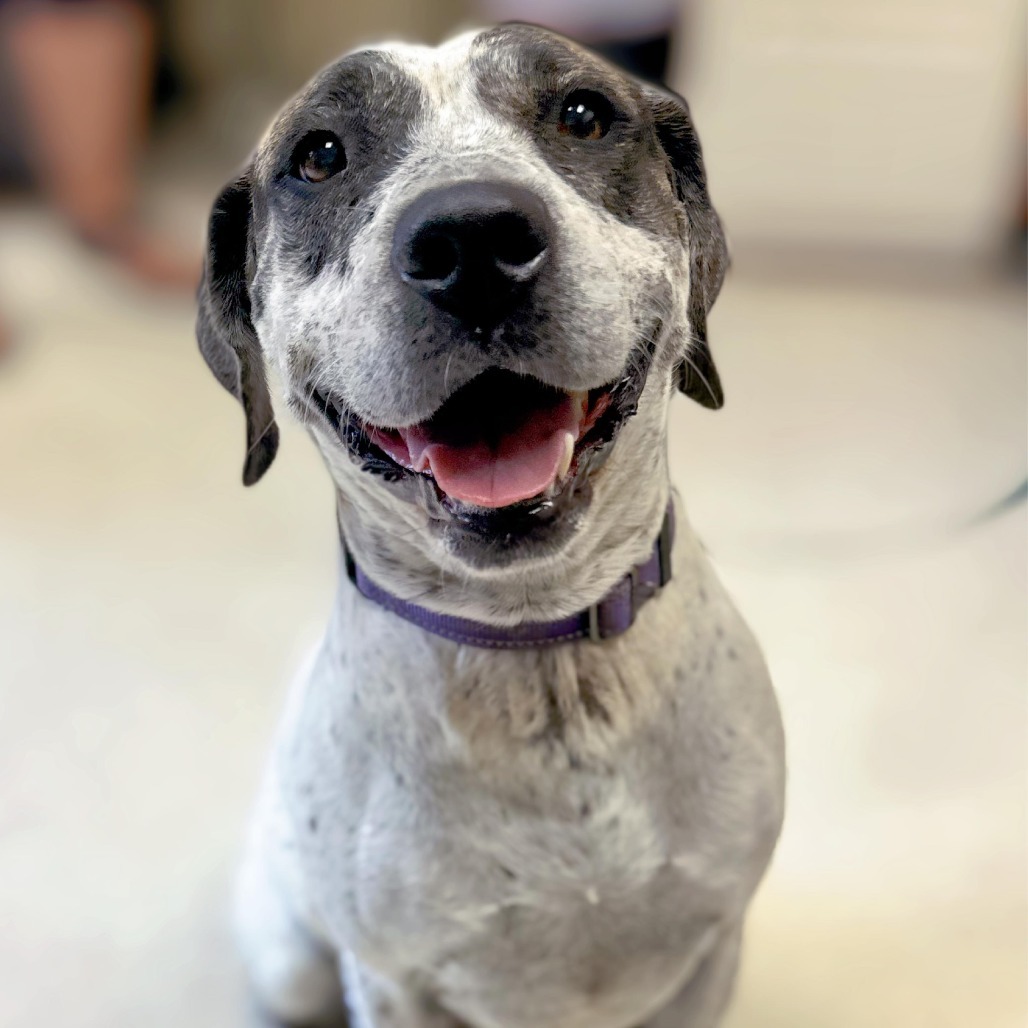 Miami, an adoptable Labrador Retriever, Pointer in Enid, OK, 73703 | Photo Image 5