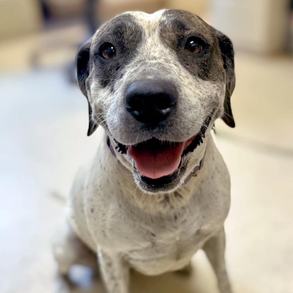 Miami, an adoptable Labrador Retriever, Pointer in Enid, OK, 73703 | Photo Image 6