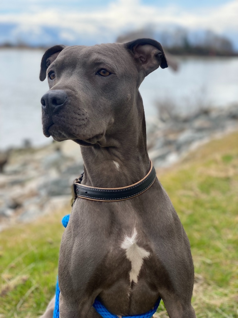 Pheonix, an adoptable Pit Bull Terrier in Blaine, WA, 98230 | Photo Image 2