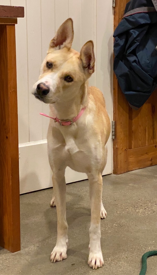 Missy, an adoptable Carolina Dog in Blaine, WA, 98230 | Photo Image 2