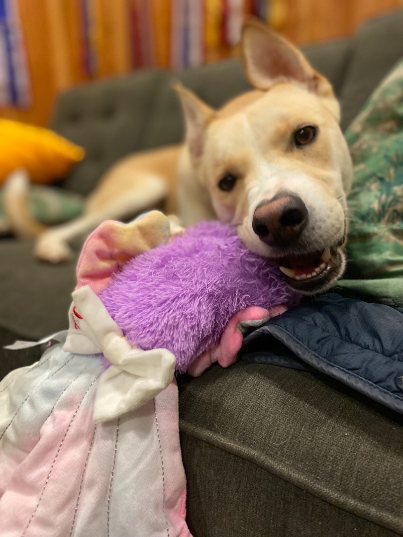 Missy, an adoptable Carolina Dog in Blaine, WA, 98230 | Photo Image 3