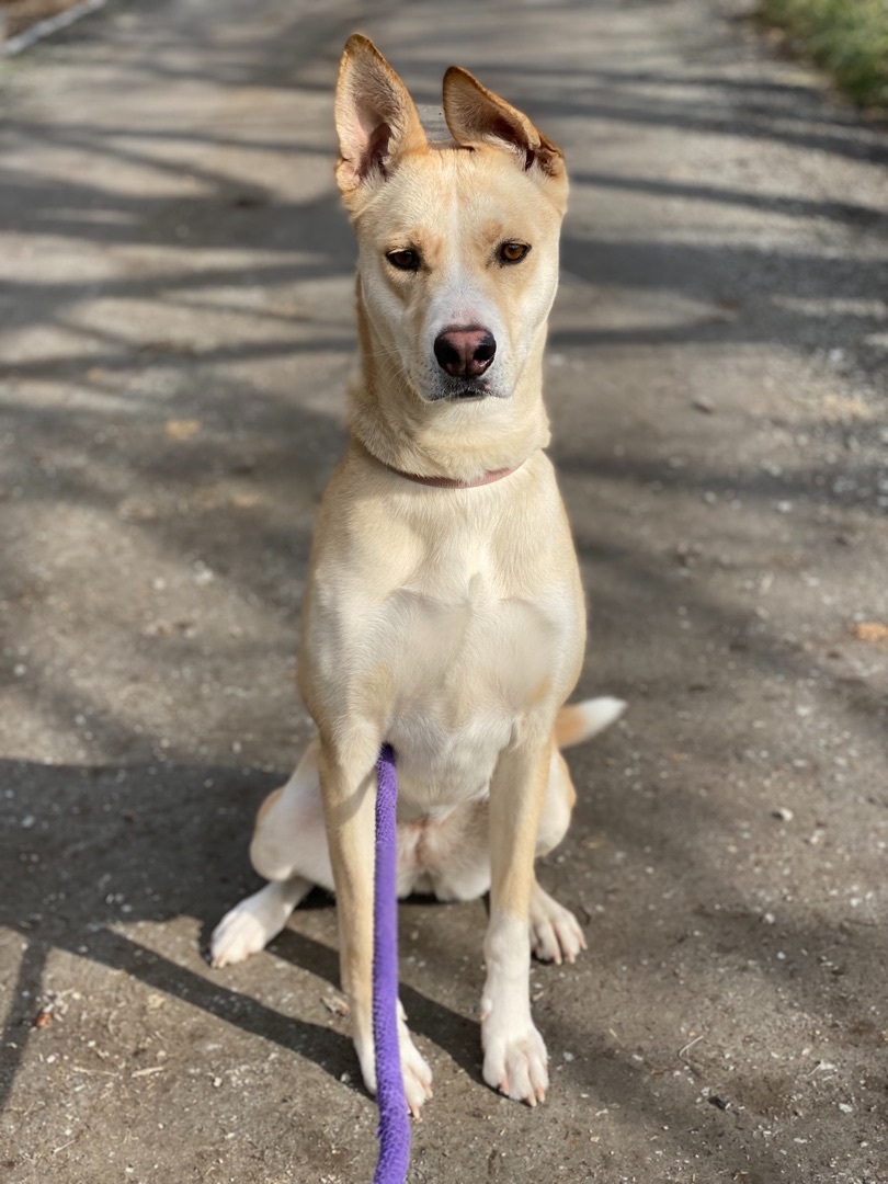 Missy, an adoptable Carolina Dog in Blaine, WA, 98230 | Photo Image 1