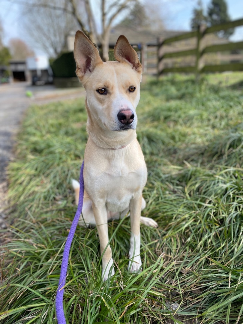 Missy, an adoptable Carolina Dog in Blaine, WA, 98230 | Photo Image 5