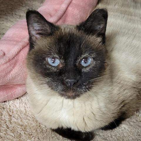 Quinn, an adoptable Siamese in Sheridan, WY, 82801 | Photo Image 1