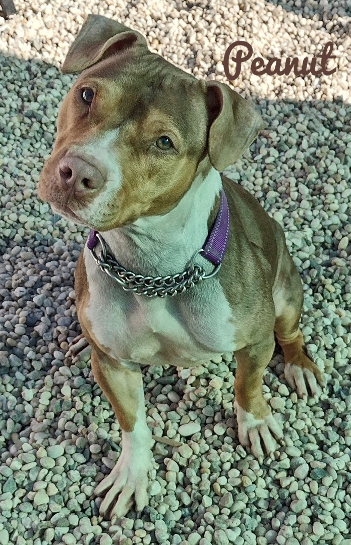 Peanut  1