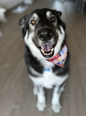 Rocky the Shepherd