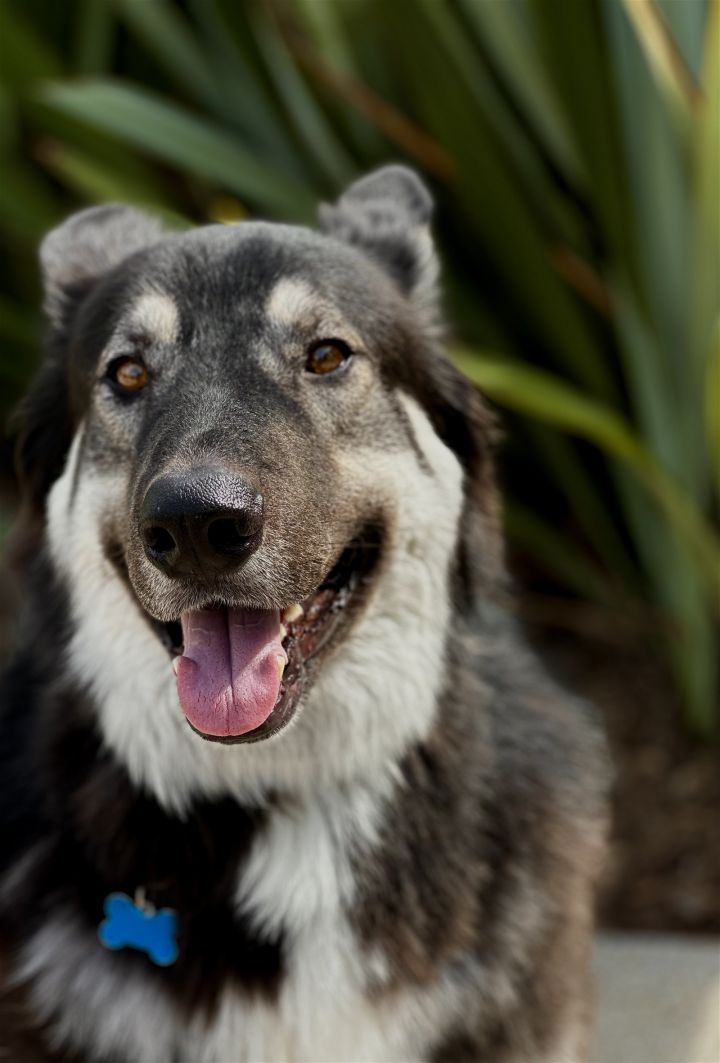 Rocky the Shepherd 2