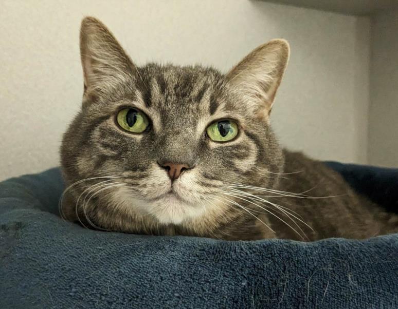 NIMA, an adoptable Domestic Short Hair in Tucson, AZ, 85745 | Photo Image 1