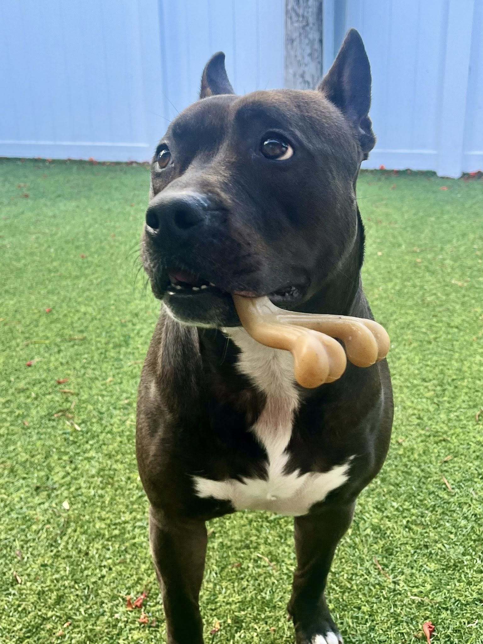 Kayle, an adoptable Pit Bull Terrier in Pompano Beach, FL, 33062 | Photo Image 1