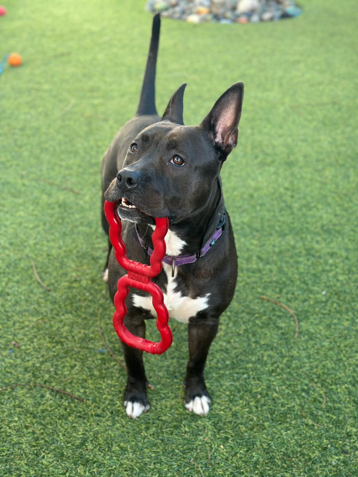 Kayle, an adoptable Pit Bull Terrier in Pompano Beach, FL, 33062 | Photo Image 2