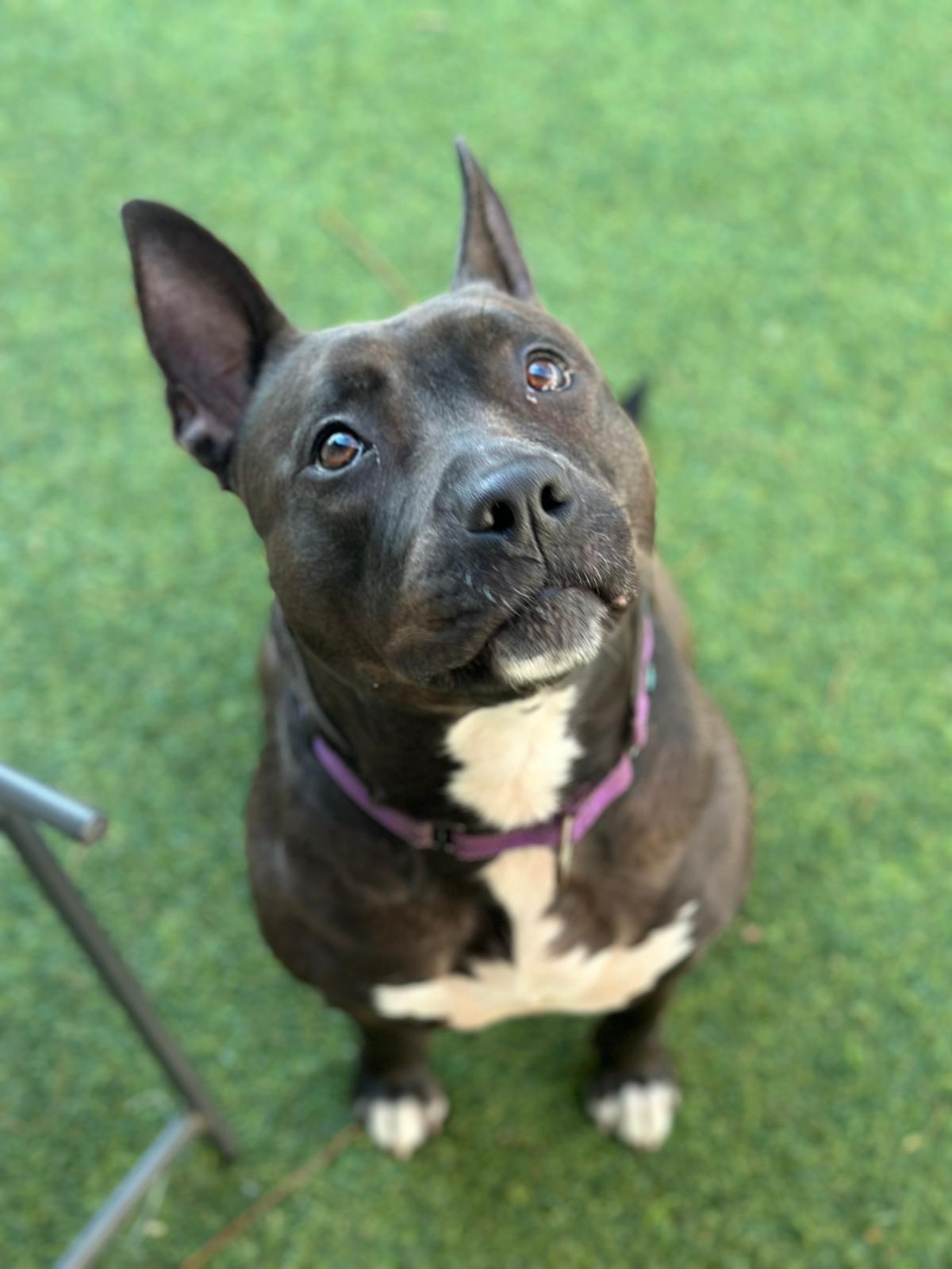 Kayle, an adoptable Pit Bull Terrier in Pompano Beach, FL, 33062 | Photo Image 3