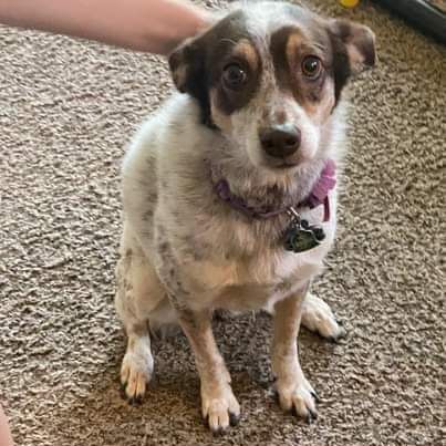 Jack russell and australian shepherd sale mix