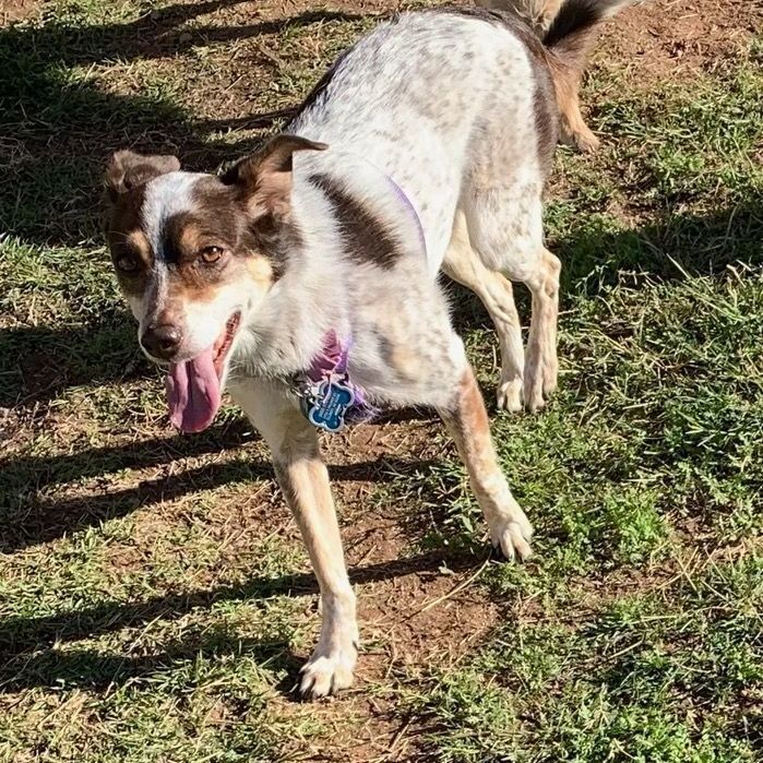 Jack russell australian terrier clearance mix