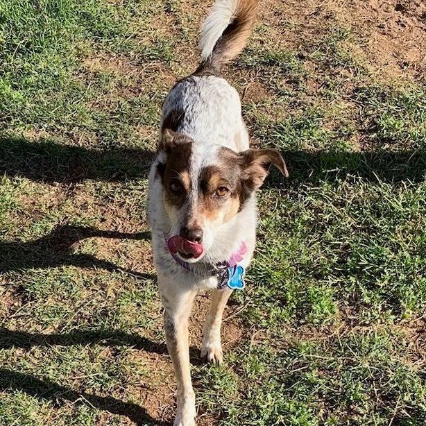 Jack store russell aussie