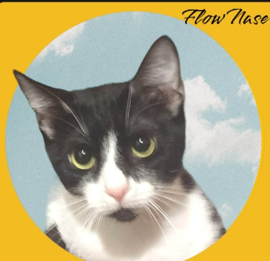 Flow Nase, an adoptable Domestic Short Hair in El Dorado, AR, 71730 | Photo Image 1