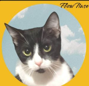 Flow Nase, Adult Female Domestic Short Hair