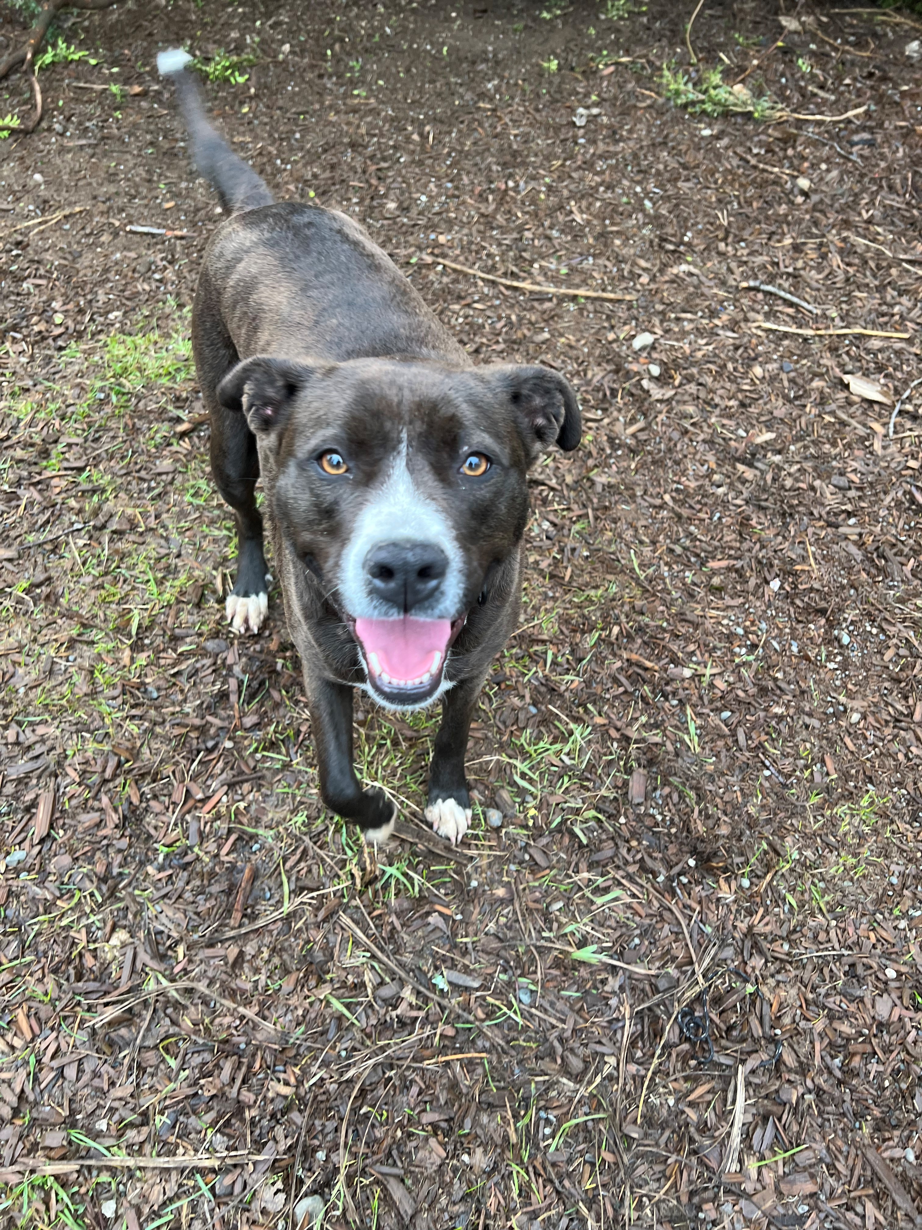 Freya, an adoptable Mixed Breed in Puyallup, WA, 98371 | Photo Image 1