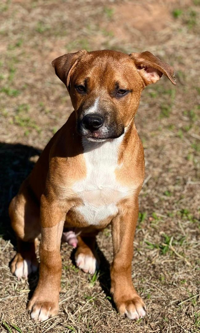 Todd, an adopted Boxer Mix in Newcastle, OK_image-6